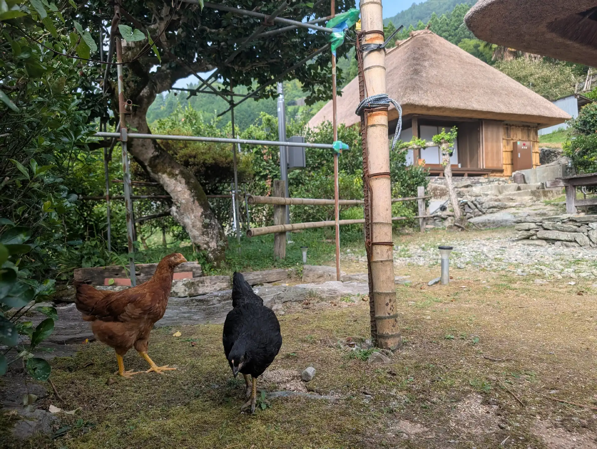 鶏が歩く庭と奥に見える茅葺きの隠居屋